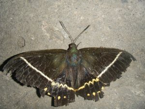 moth 005